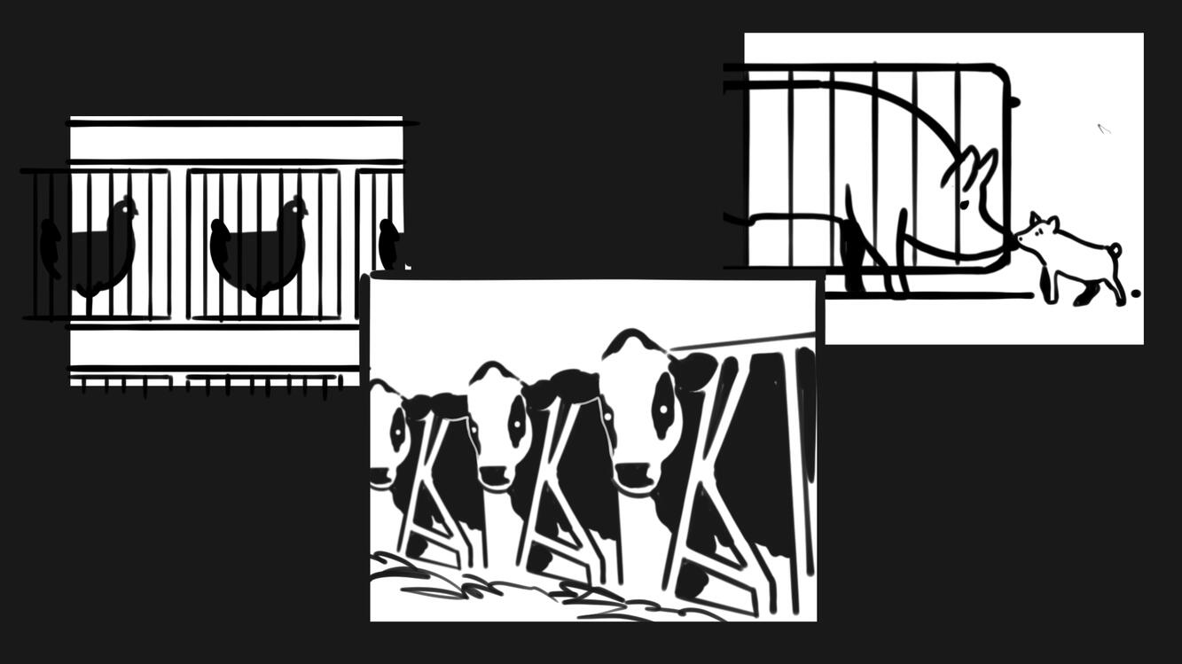 Many of them live in crowded and confined spaces with no regard for their well-being, suffering their whole lives.